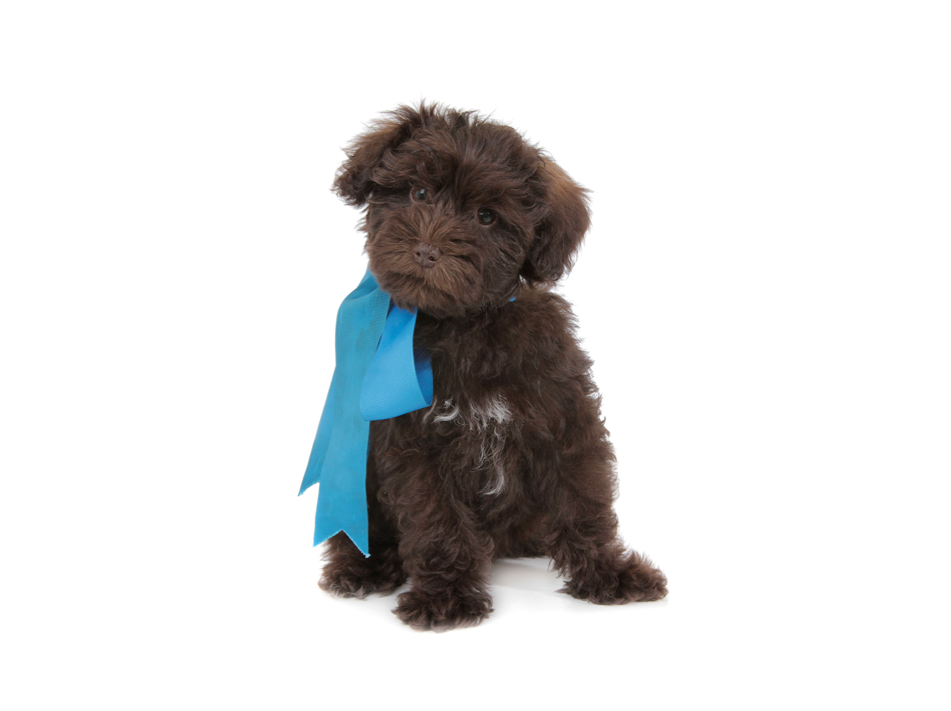teddy bear schnoodle breeders